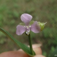 Murdannia nudiflora (L.) Brenan